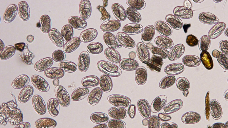 parasite