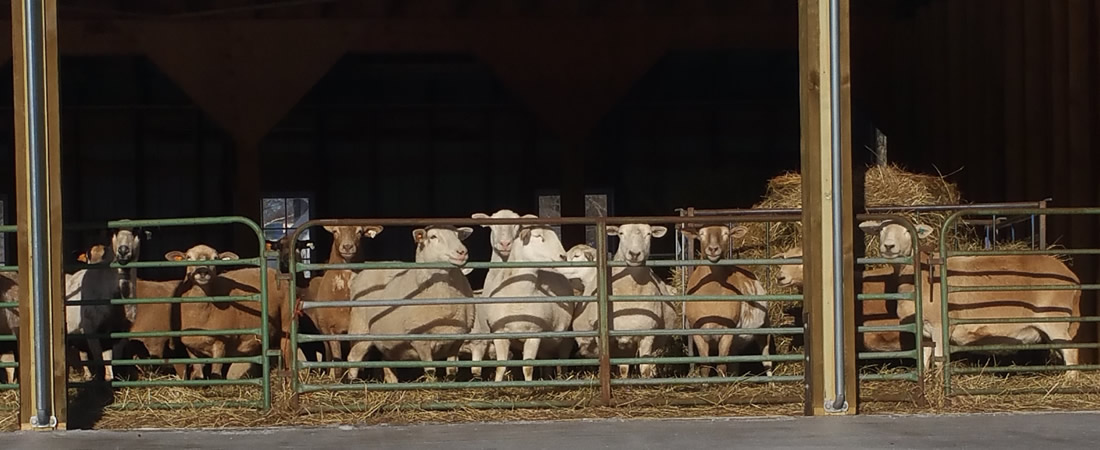 Do Sheep Need Shelter at Night?