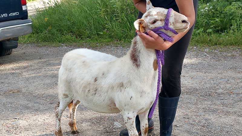 Ewe-Lambs