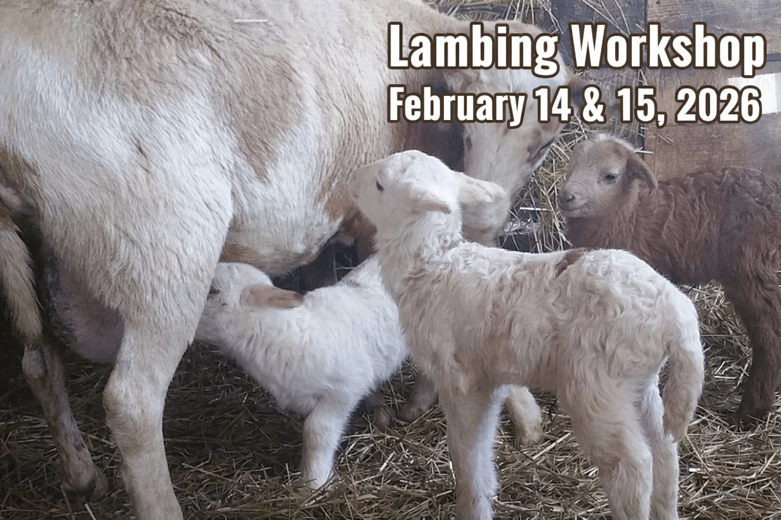 Lambing workshop